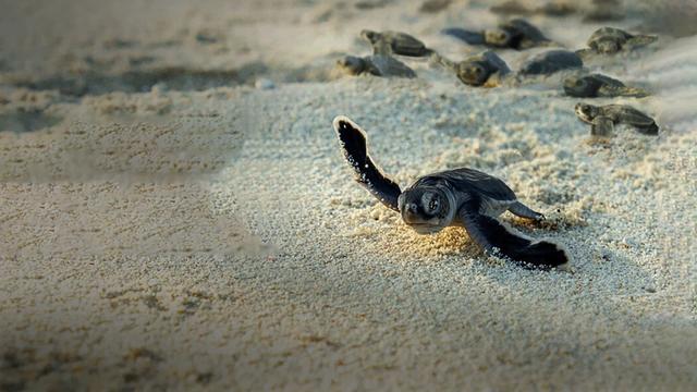 Imagen La increíble migración animal