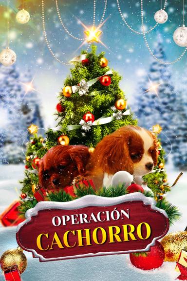 Imagen Project: Puppies for Christmas