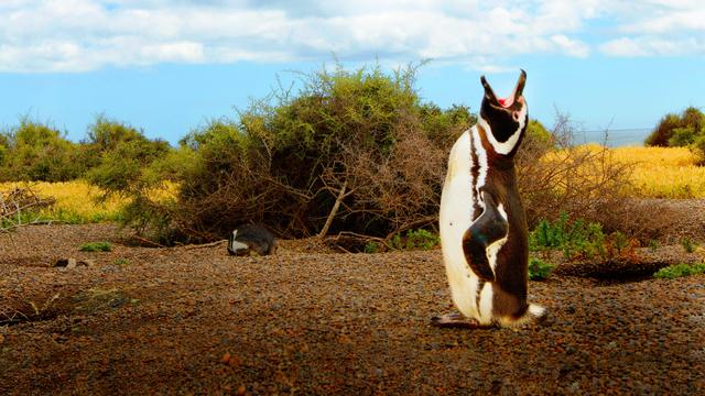 Imagen Wild Argentina