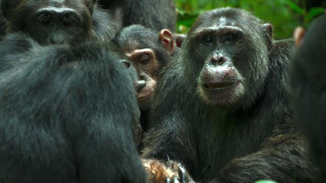 Imagen El imperio de los chimpancés 1x3