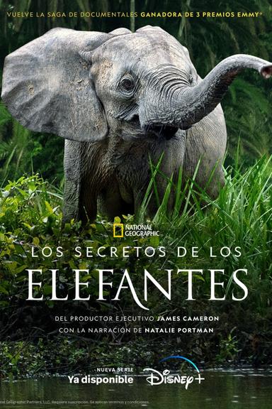 Imagen Los secretos de los elefantes