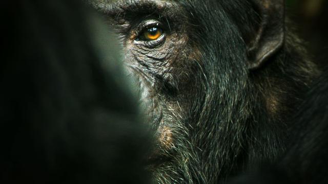 Imagen El imperio de los chimpancés